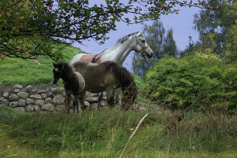 photo "***" tags: nature, pets/farm animals