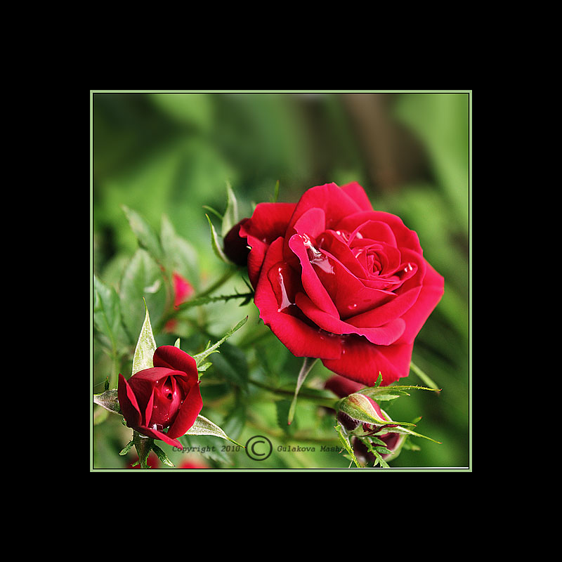 фото "roza" метки: природа, цветы