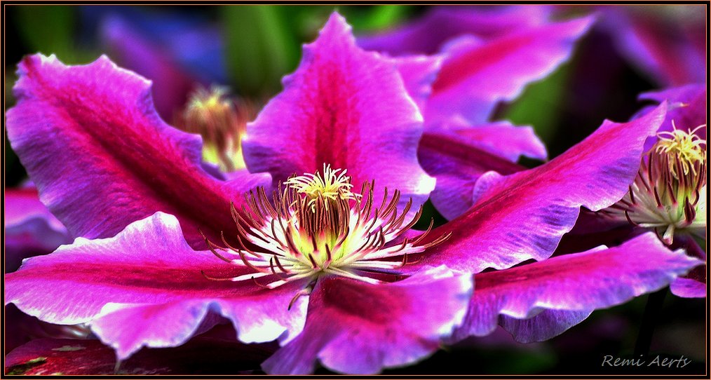 photo "***" tags: nature, macro and close-up, flowers