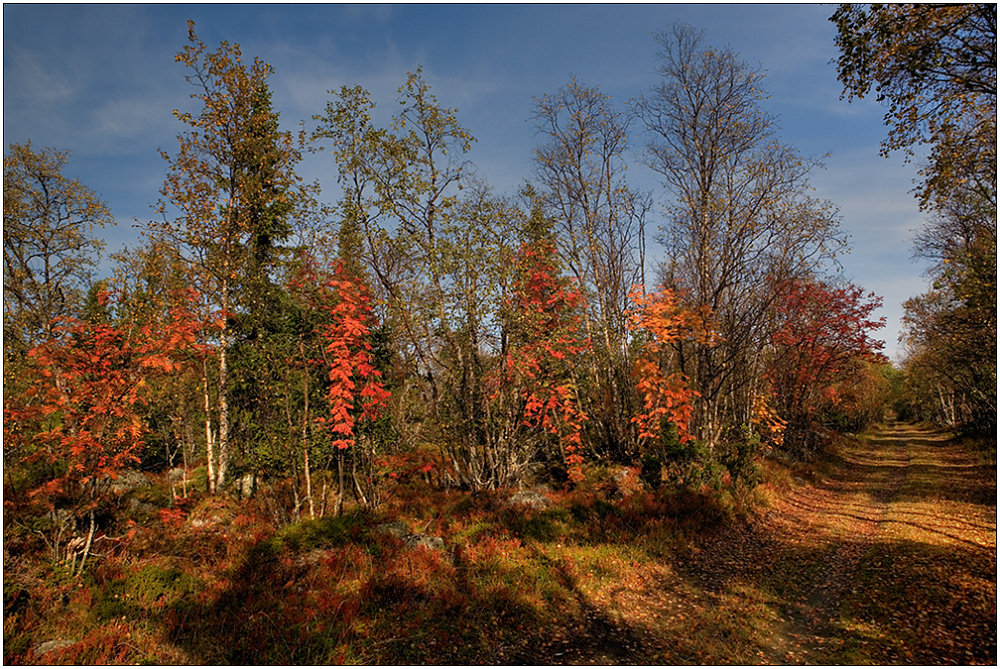 photo "The watchmans of autumn" tags: landscape, autumn, forest