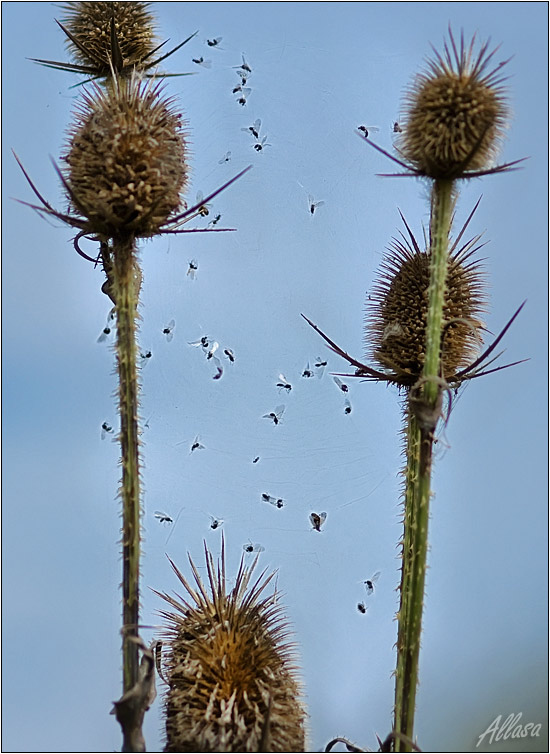 photo "***" tags: nature, flowers, insect