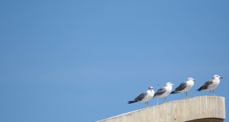 photo "as soldiers" tags: nature, pets/farm animals