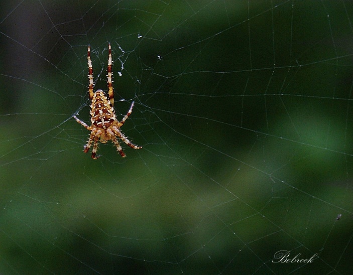 photo "Spiders" tags: nature, insect