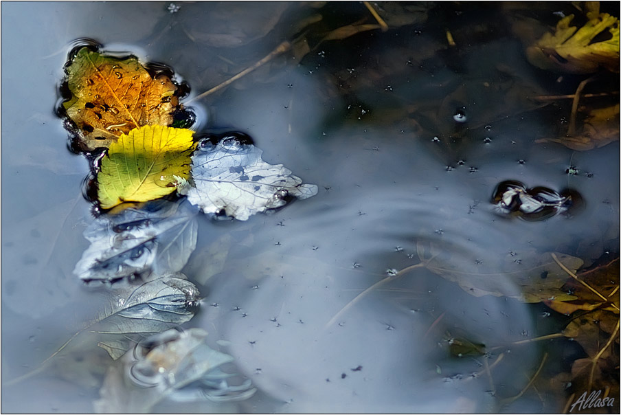 photo "***" tags: landscape, autumn, water