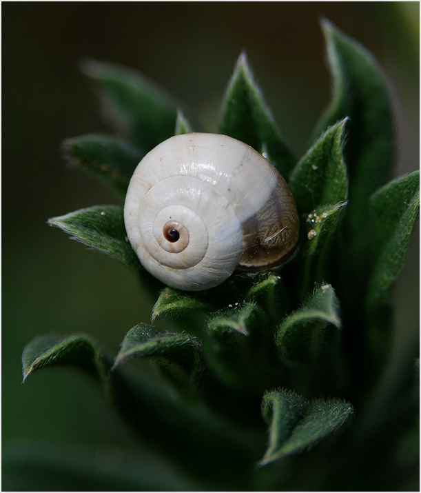 photo "Pearl" tags: misc., macro and close-up, 