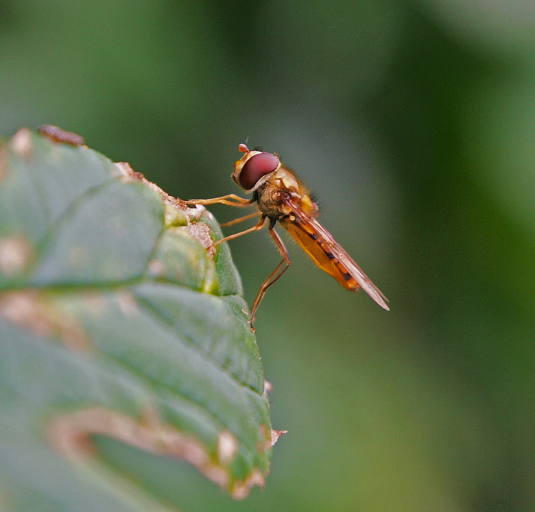 photo "Getting warm..." tags: nature, insect