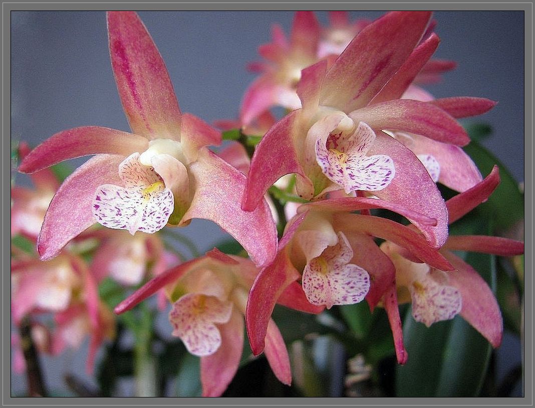 photo "Australian Dendrobium Orchid (2)" tags: nature, flowers