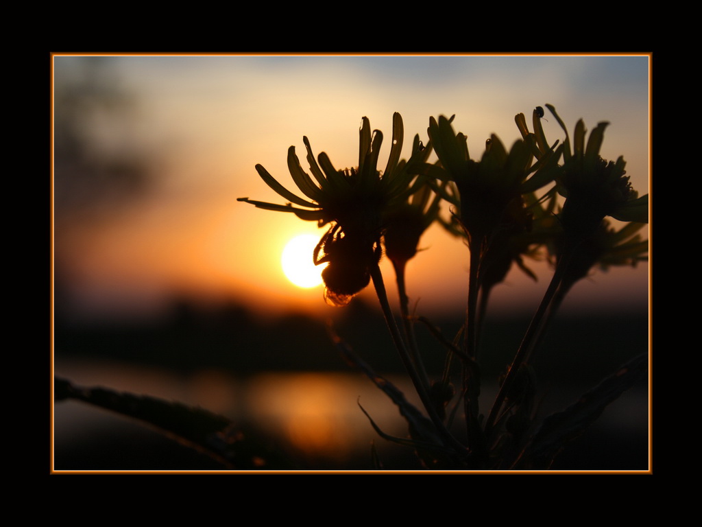 photo "***" tags: landscape, nature, insect, sunset