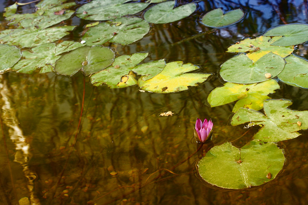 фото "Derelict pond" метки: пейзаж, природа, вода, цветы