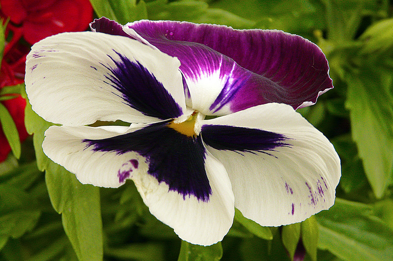 фото "Voice of Spring" метки: природа, макро и крупный план, цветы