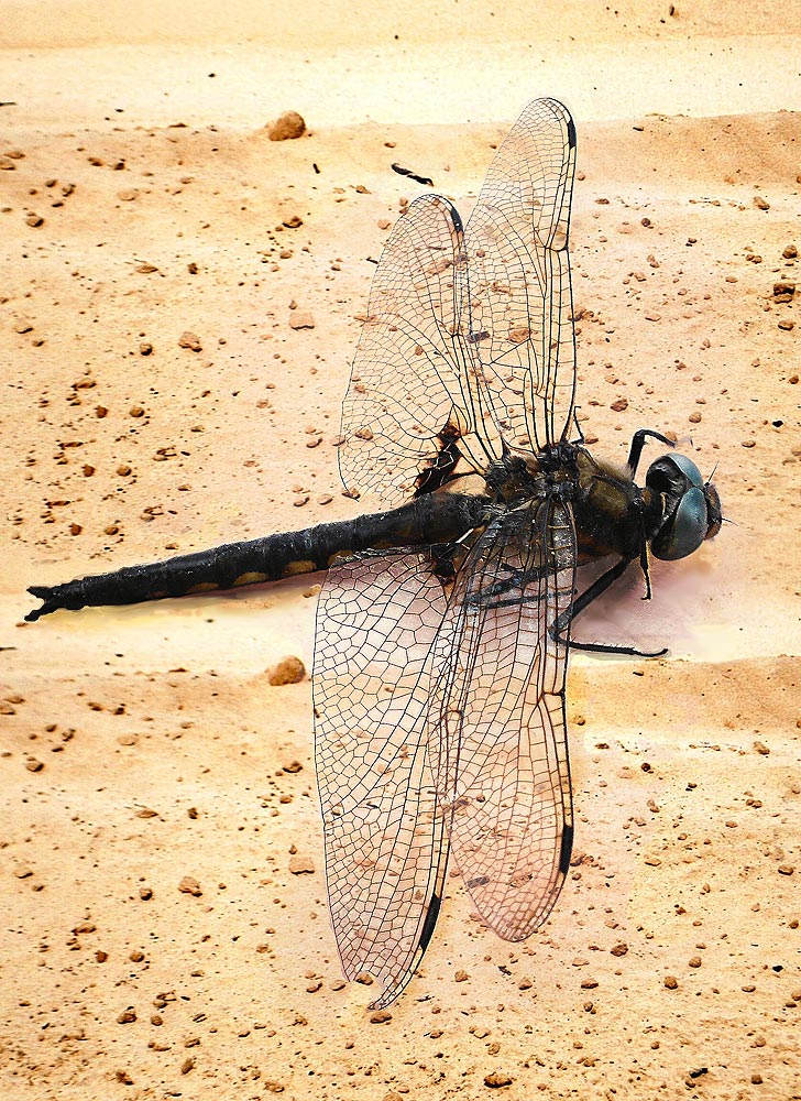 photo "On the runway" tags: nature, insect