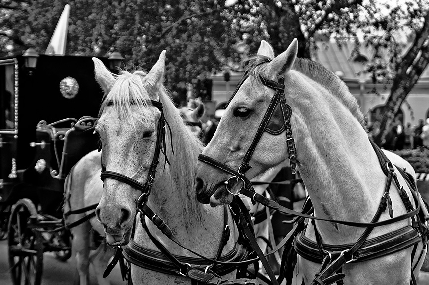 photo "***" tags: black&white, 