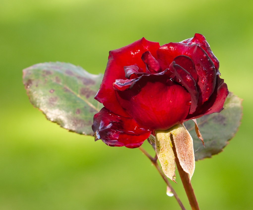 photo "Late Rose" tags: nature, flowers