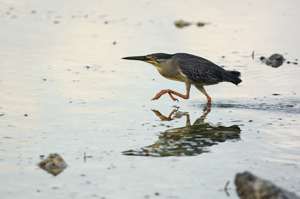 photo "***" tags: nature, wild animals