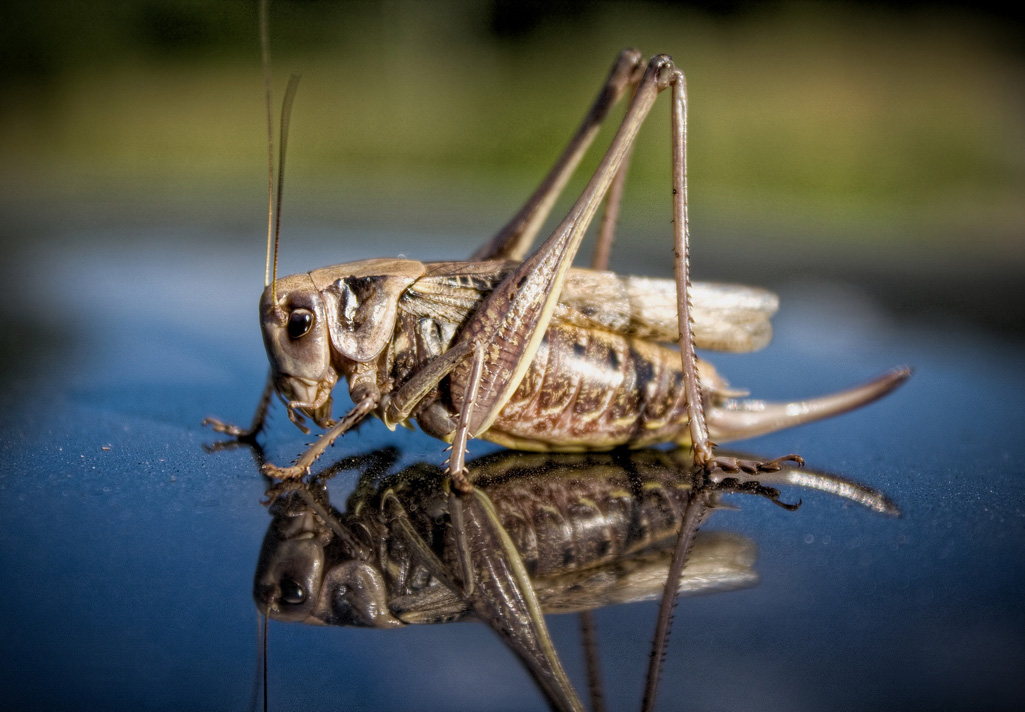 photo "меченосец" tags: nature, macro and close-up, misc., кузнечик, насекомое