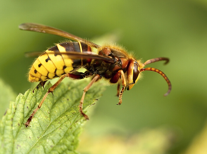 photo "***" tags: nature, insect