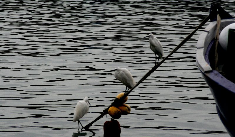 photo "meeting on the sea" tags: nature, pets/farm animals