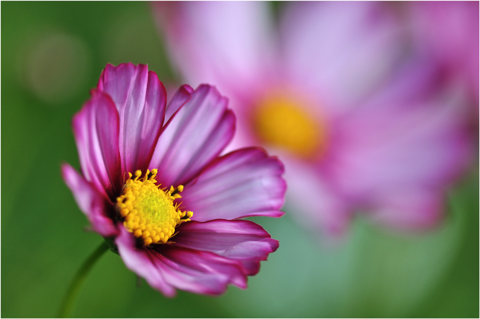 photo "***" tags: macro and close-up, 