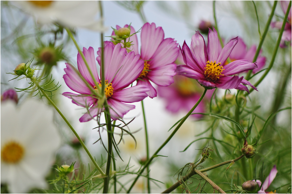 photo "***" tags: nature, flowers