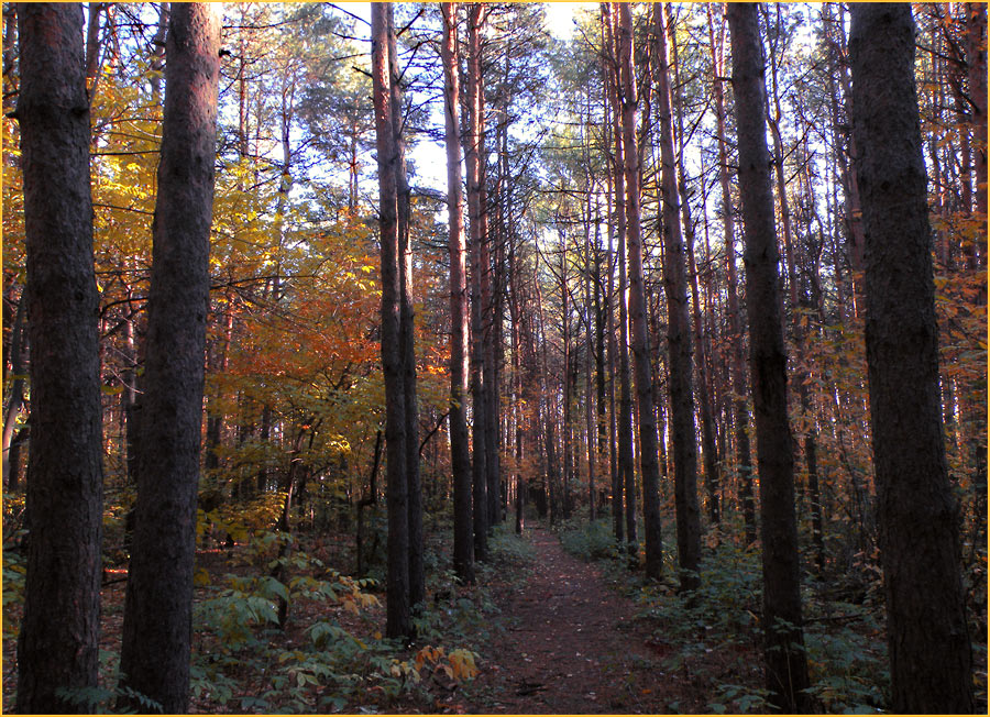 photo "***" tags: landscape, autumn, forest