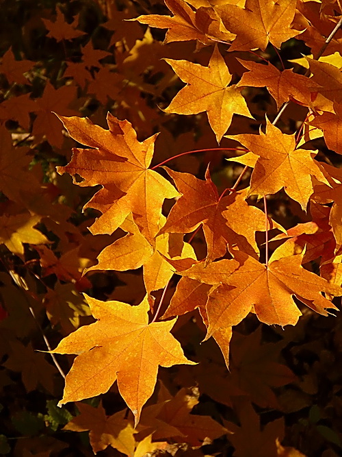 photo "***" tags: nature, landscape, autumn, flowers