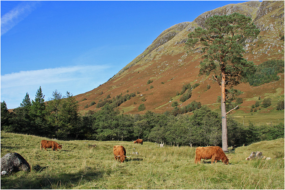 фото "Рыжие, лохматые  коровы." метки: пейзаж, природа, горы, дикие животные