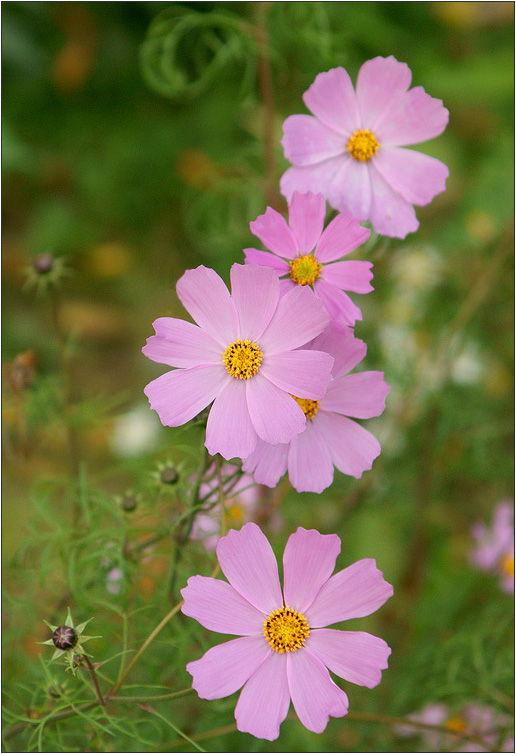 photo "Cosmos" tags: nature, flowers