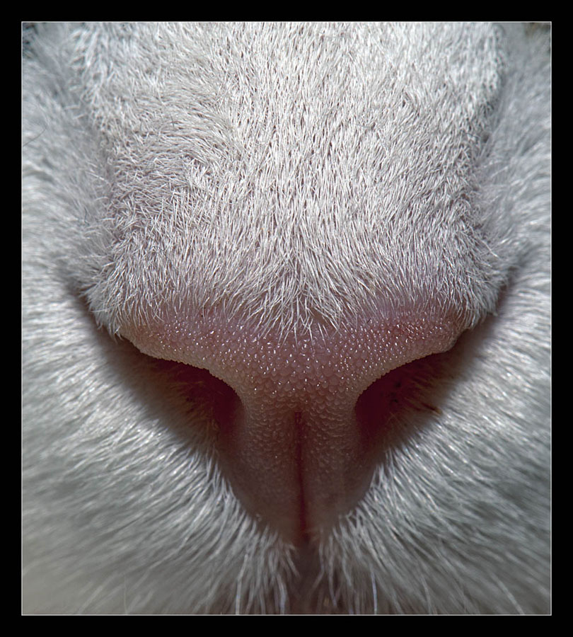 photo "Sniffer" tags: nature, macro and close-up, pets/farm animals