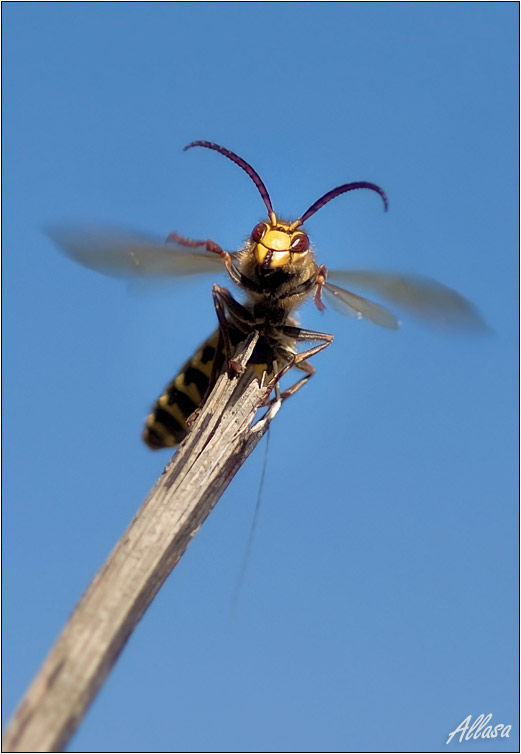 photo "***" tags: nature, insect