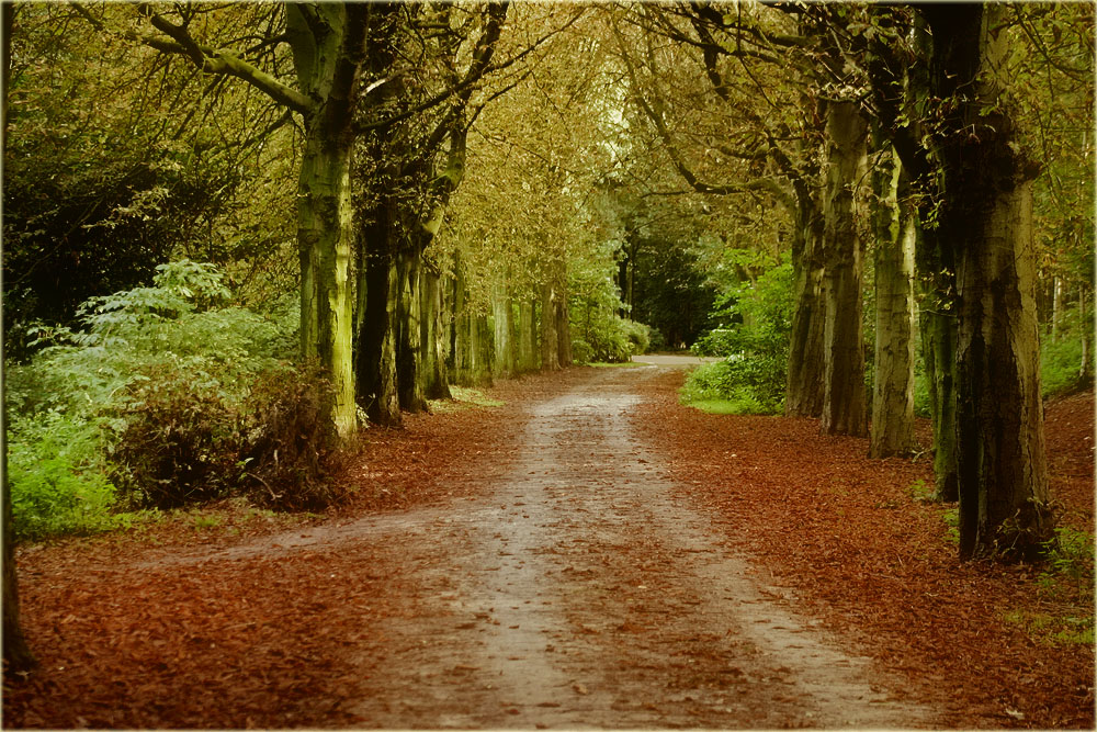 photo "***" tags: landscape, forest