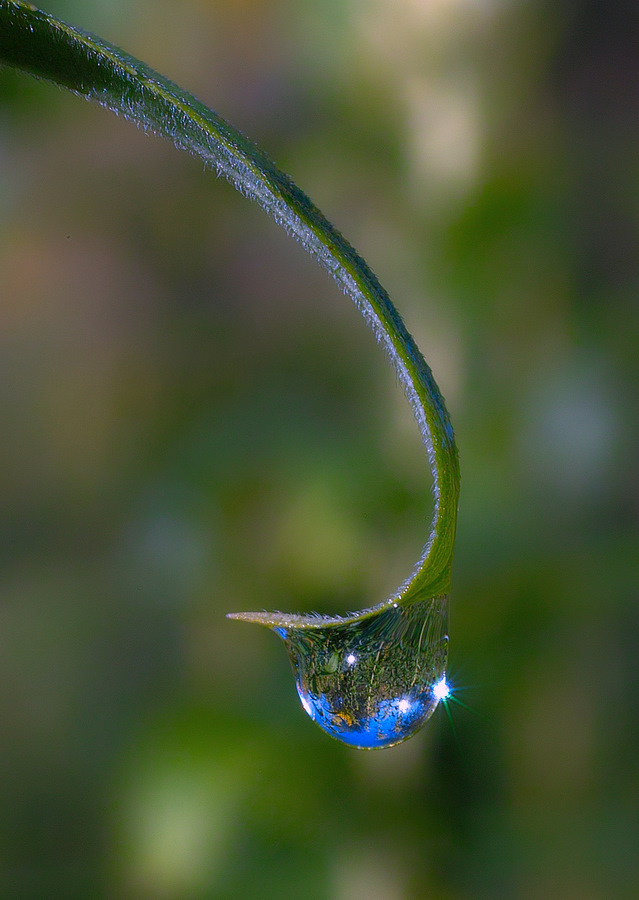 photo "***" tags: macro and close-up, 