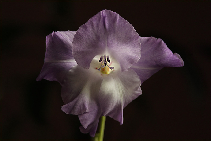 photo "***" tags: nature, flowers