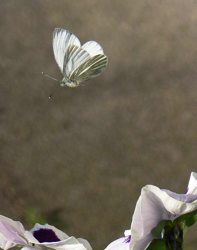 photo "Pieris brassicae In Flight" tags: nature, insect