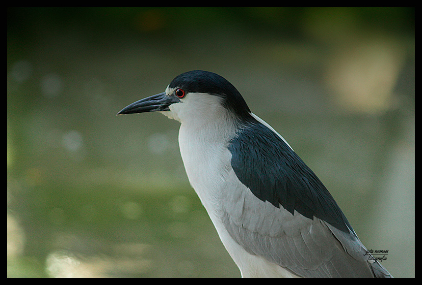фото "Nycticorax nycticorax" метки: природа, дикие животные, домашние животные
