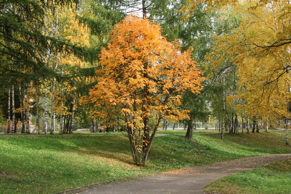 фото "Уголок осени" метки: пейзаж, осень