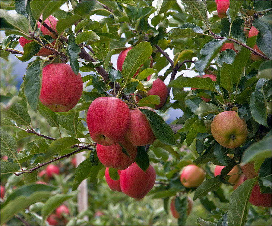 фото "Слюнки текут" метки: природа, фрагмент, 