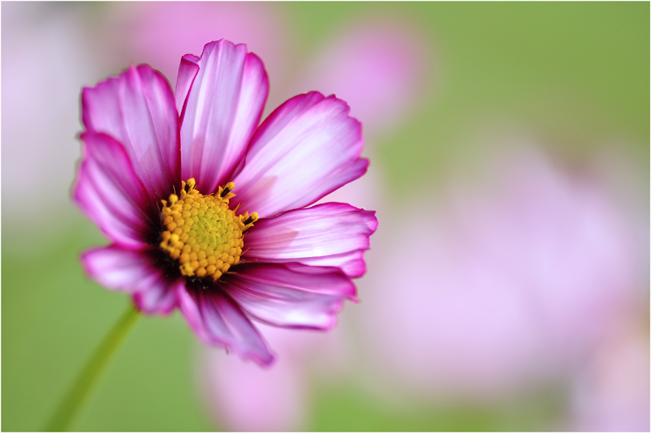 фото "Blume" метки: макро и крупный план, 