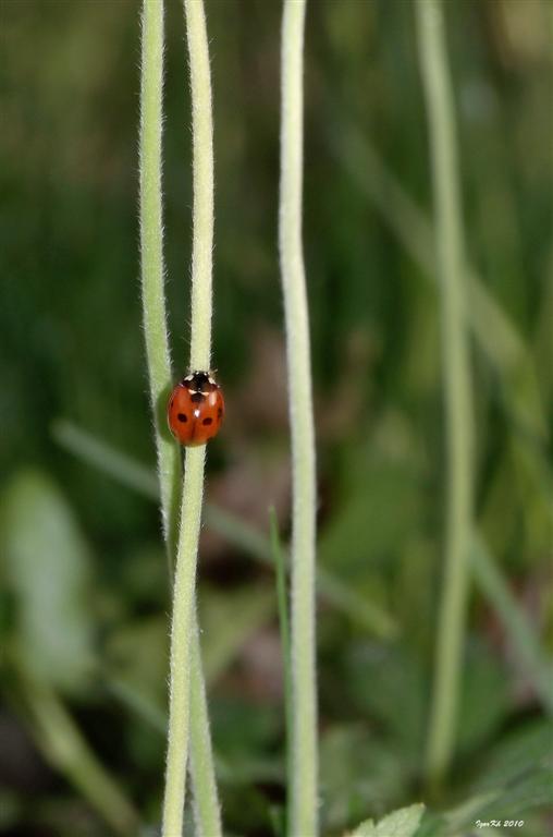 photo "***" tags: nature, insect