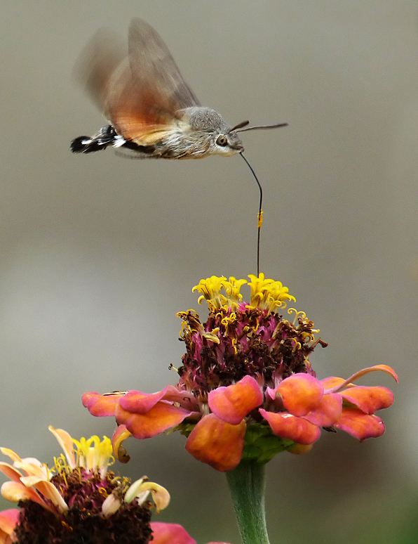 photo "***" tags: nature, insect