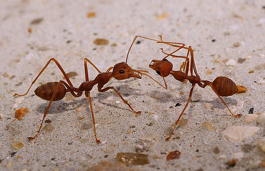 photo "маро муравьи" tags: macro and close-up, genre, 