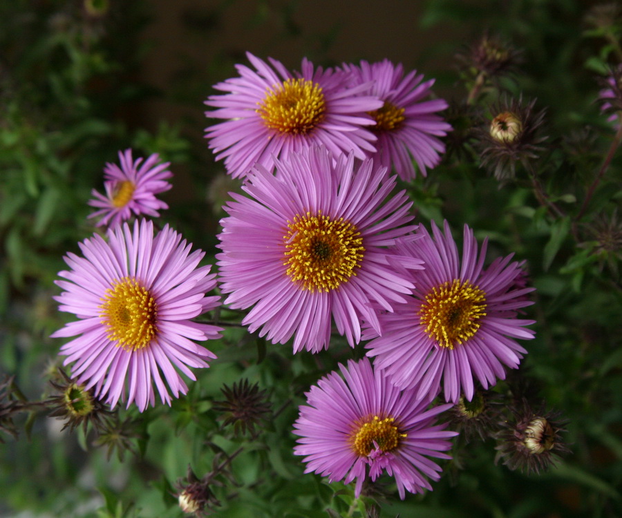 photo "***" tags: nature, flowers