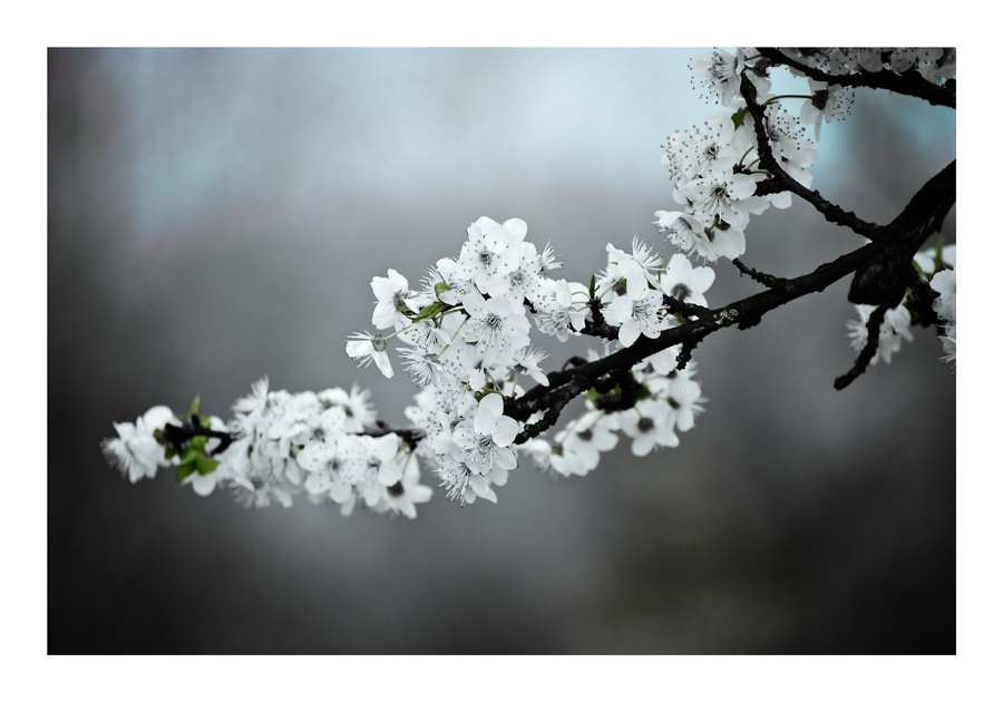 photo "Cloudy Yet Fresh" tags: nature, black&white, flowers