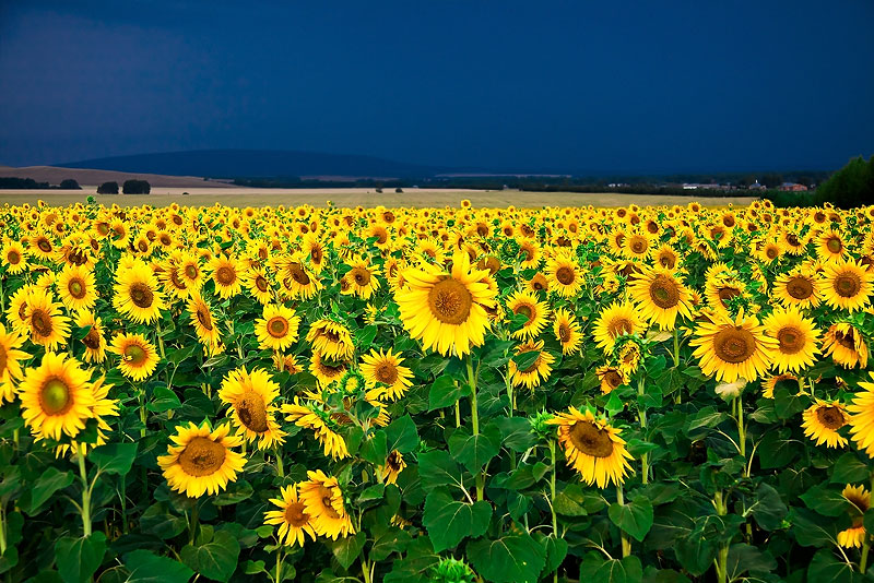 photo "***" tags: landscape, nature, flowers, summer