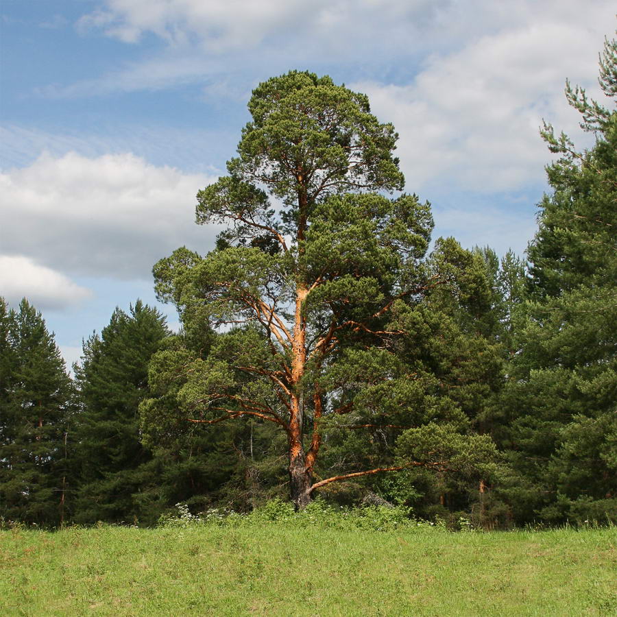 photo "***" tags: landscape, forest, summer