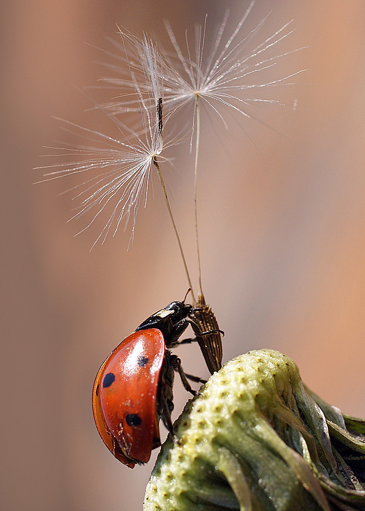 photo "макро божья коровка" tags: macro and close-up, nature, insect