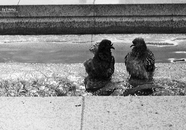 photo "Wassup man&" tags: travel, nature, Europe, wild animals