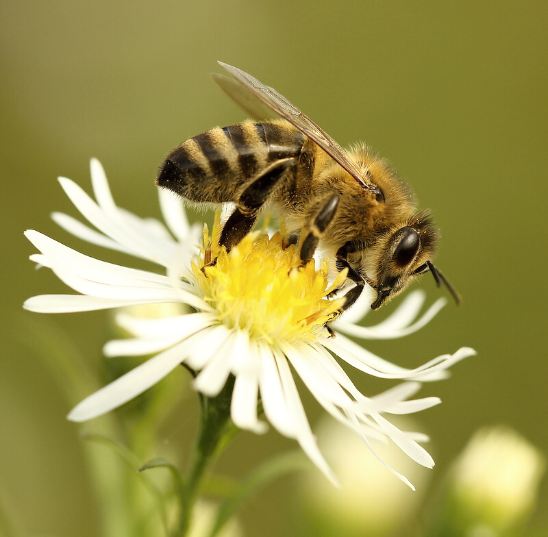 photo "***" tags: nature, insect