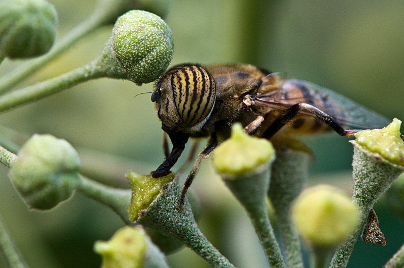 photo "***" tags: nature, insect