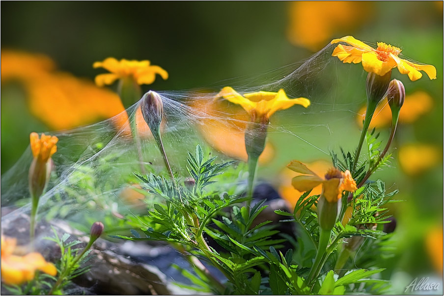 photo "***" tags: nature, flowers