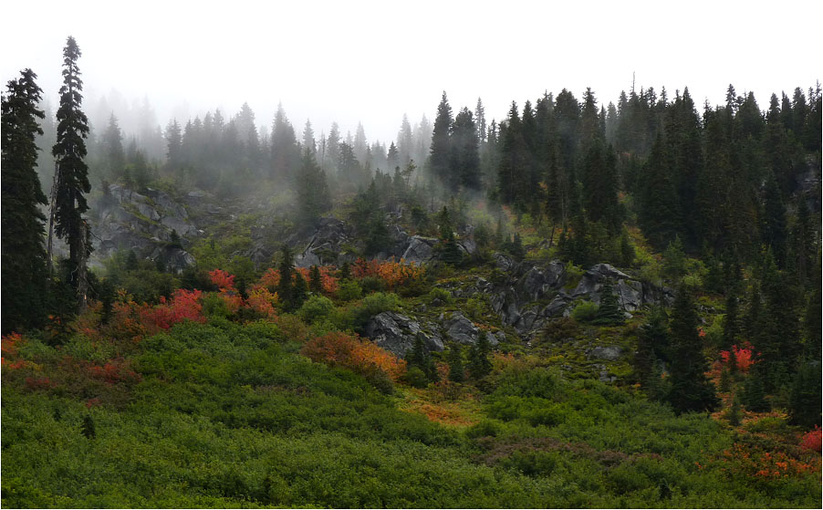 photo "Autumn fog" tags: landscape, autumn, forest